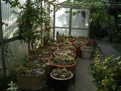 collection de 950 espèces de cactus