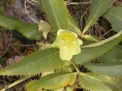 heleborus lividus v.corsicus Nocca
