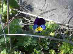 Viola tricolor L.