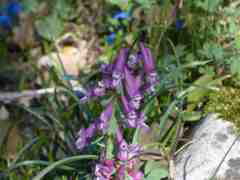 Penstemon hirsutus pygmaeus Willd.