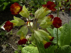 Primula officinalis rubriflora