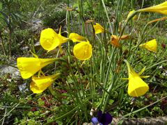 Narcissus bulbocodium v.conspicuus D.