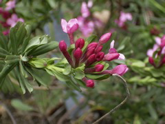 Daphneae cneorum major