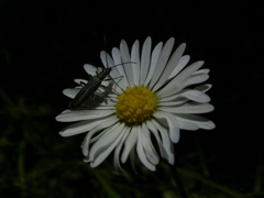 Chrysanthemum leucanthemum L.