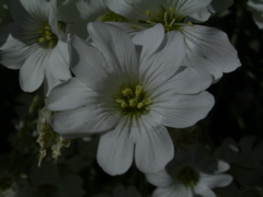 Cerastium tomentosum