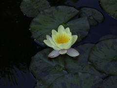 Nymphaea flava