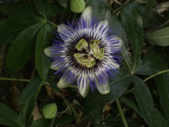 Passiflora caerulea