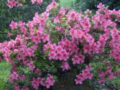 Rhododendron