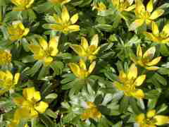 Eranthis Hyemalis Salisb.