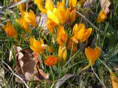 Crocus flavus