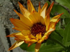 Calendula officinalis L.