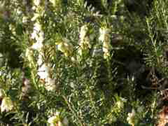 Erica carnea alba