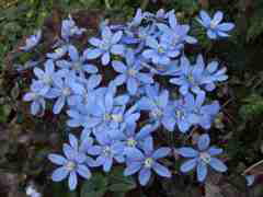 Hepatica transsilvanica