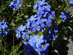 Omphalodes verna