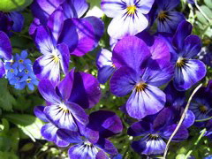 Viola tricolor