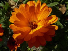 Calendula maderensis