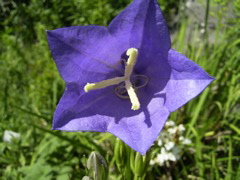 Campanula persicifolia L.