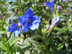 Lithospermum intermedium Froeb.