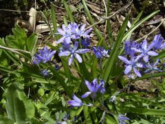 Scilla ramburei Boiss.