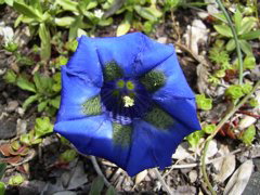 Gentiana dinarica