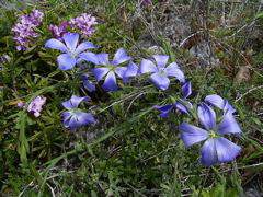 Linum alpinum