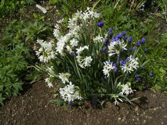 Narcissus papyraceus v.panizzianus Arc.