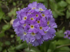 Primula denticulata Sm.