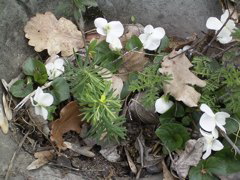 Viola alba