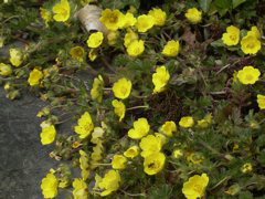 Potentilla verna