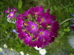 Primula denticulata