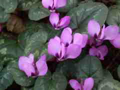 Cyclamen cum