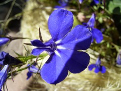 Lobelia erinus