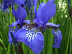 Iris sibirica L.