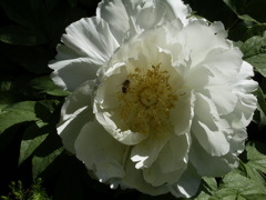 Paeonia arborea