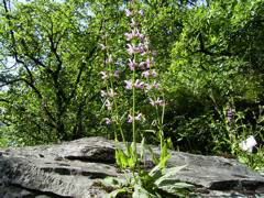 Salvia pratensis roseaflorus