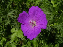 Geranium eriostemon Fisch.